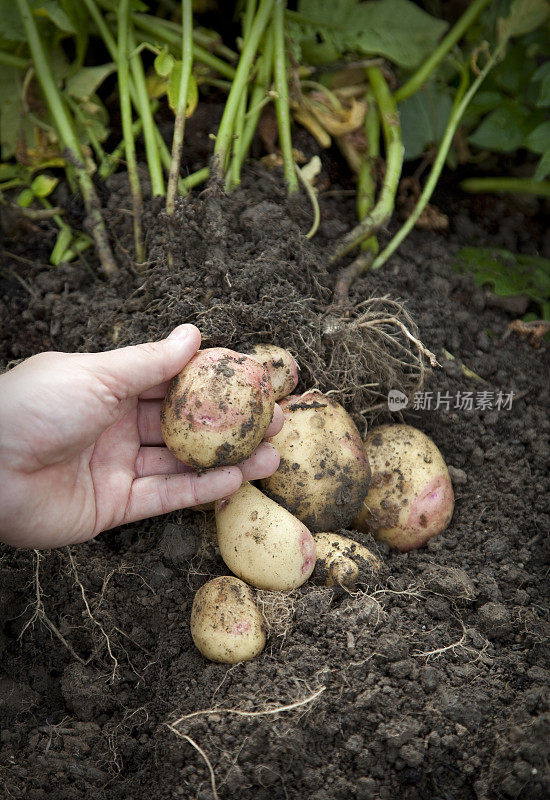 园丁土豆