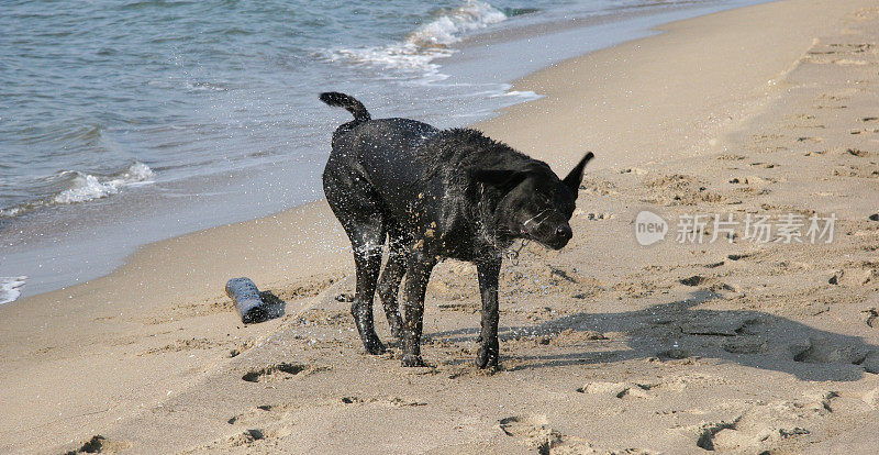 黑色拉布拉多寻回犬在海滩上甩掉水