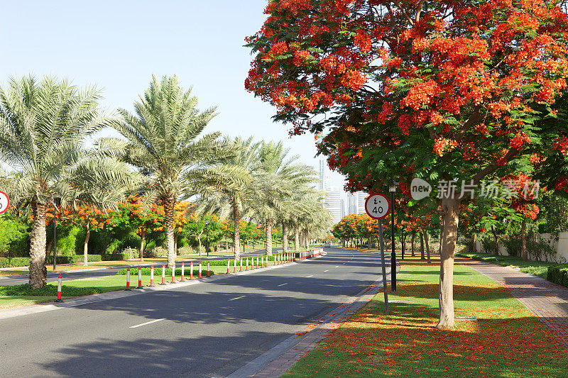 阿联酋，迪拜——路边的树木盛开