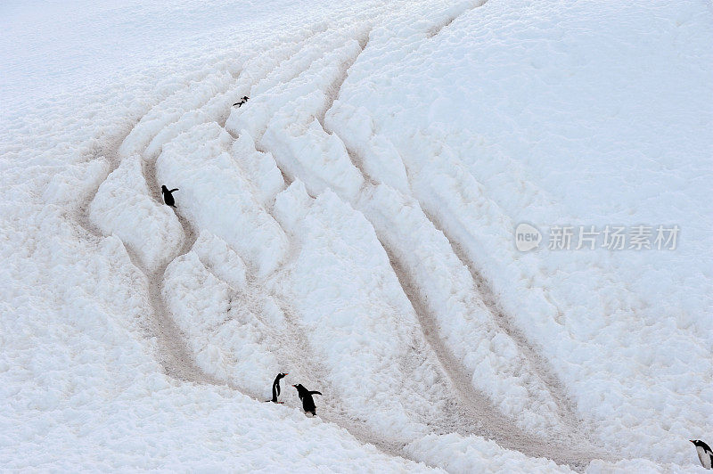 企鹅的高速公路