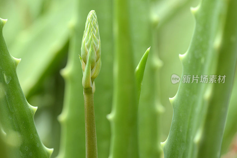 芦荟花植物特写