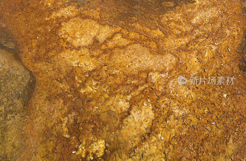 黄石:温泉中的褐藻