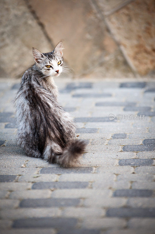 流浪猫。