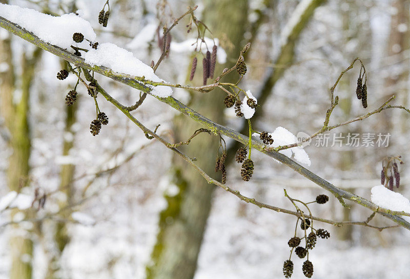 冬季树木:桤木(地黄桤木)与雪