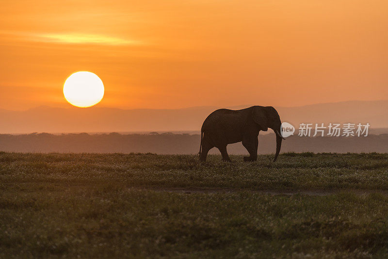 非洲日出与大象
