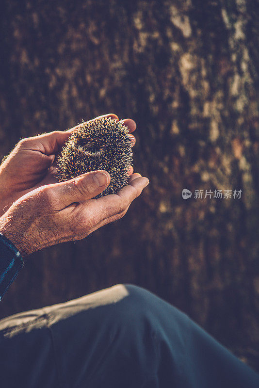 男人在户外抱着一只刺猬，特写，拷贝空间