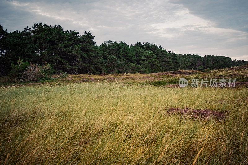 沙丘景观