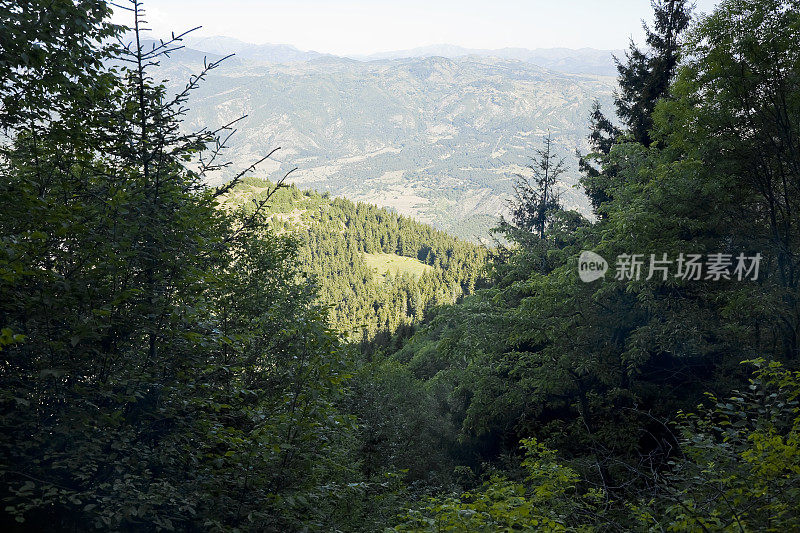 常绿森林荒野山地景观