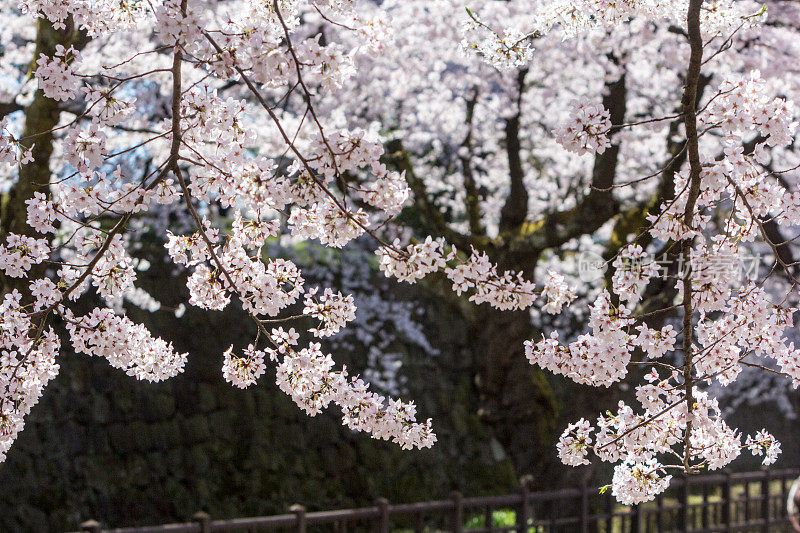 日本金泽的樱花