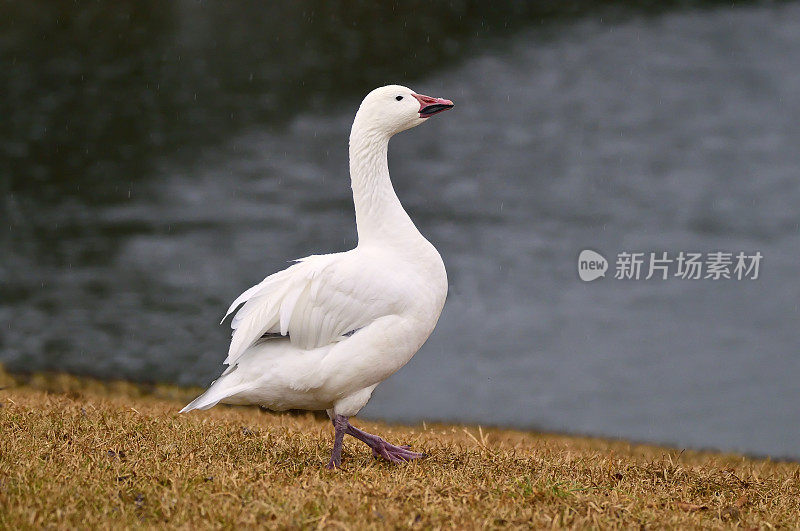 雪鹅傲然行走