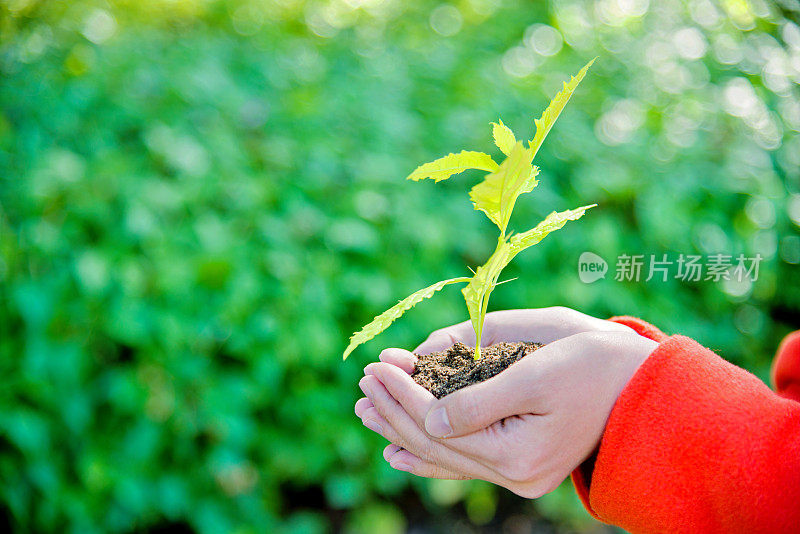 手中有小植物