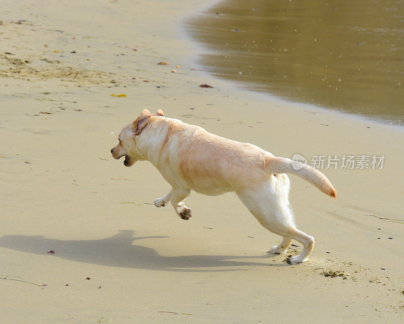 拉布拉多寻回犬