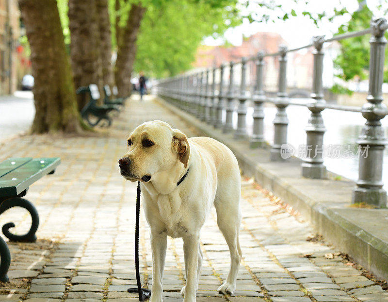 拉布拉多寻回犬