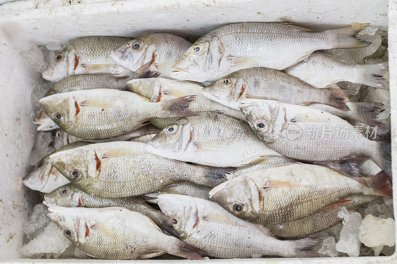 迪拜鱼市的一箱鲳鱼