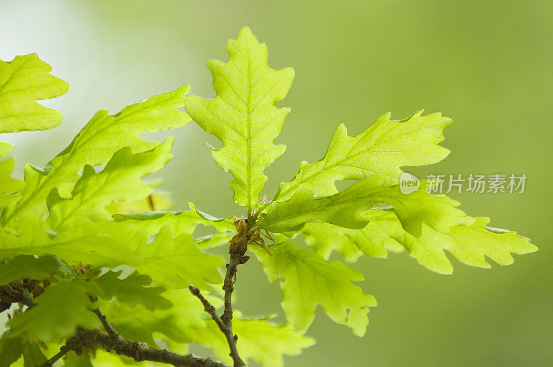 新鲜的春天橡树叶