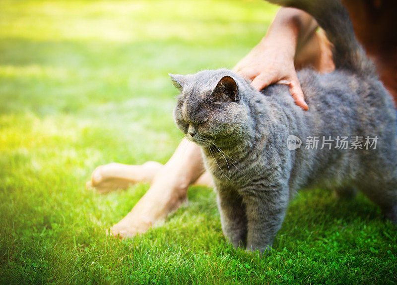 猫的呼噜声