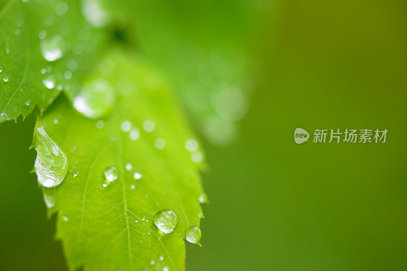 小雨打在树叶