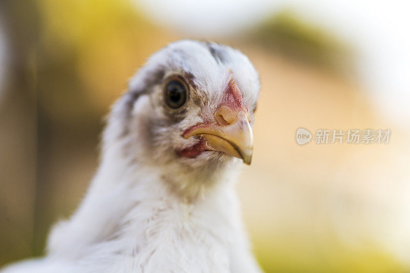 白母鸡科钦