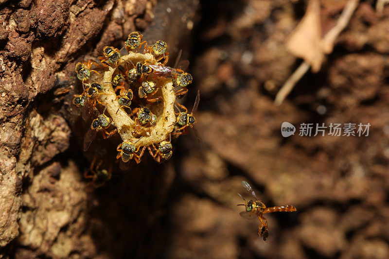 刺蜂(巴西无刺蜂)