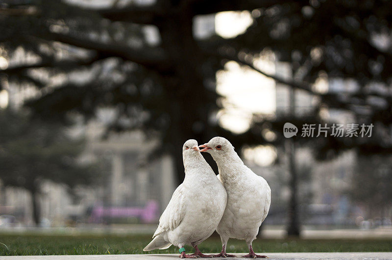 鸽子在恋爱