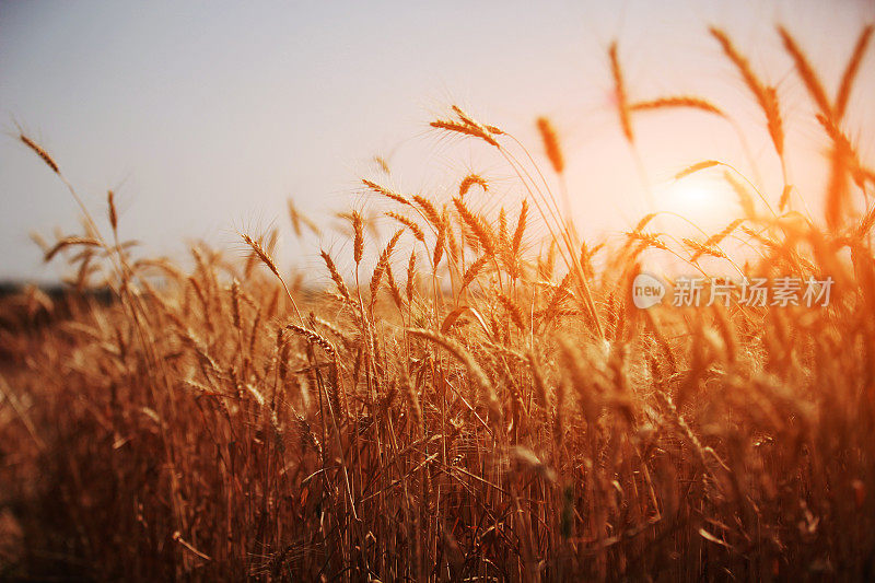 小麦背景