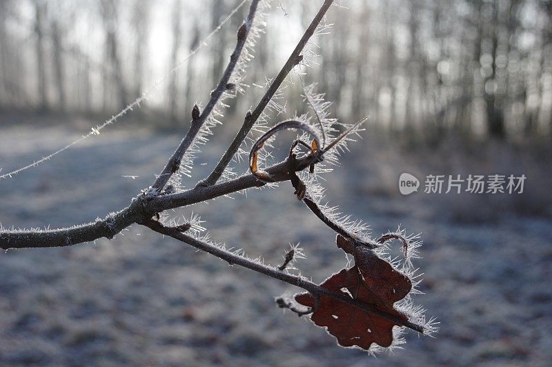 乡村冬天的景色