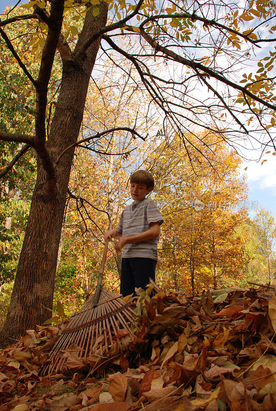 男孩在秋天耙树叶。