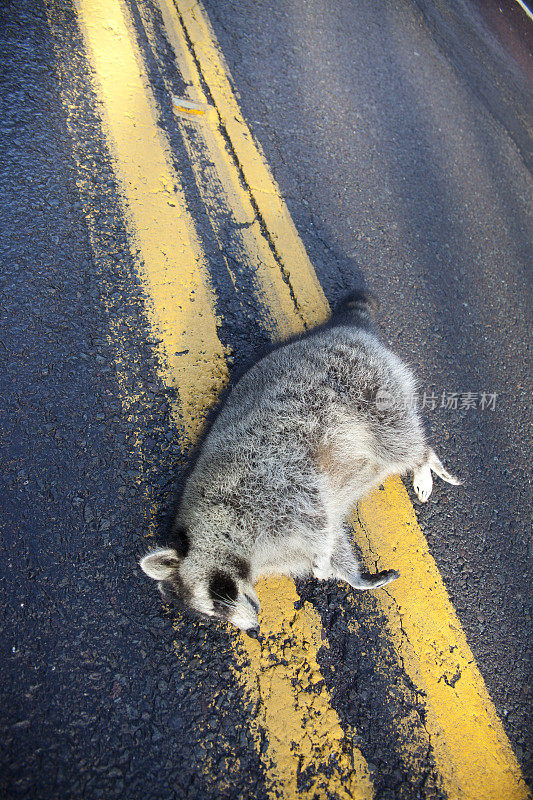 浣熊在高速公路上被车撞了