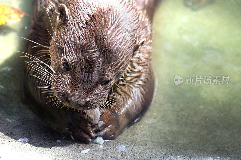 新热带河流水獭