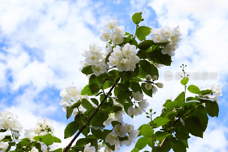 茉莉花