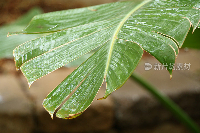 在雨中种植叶子