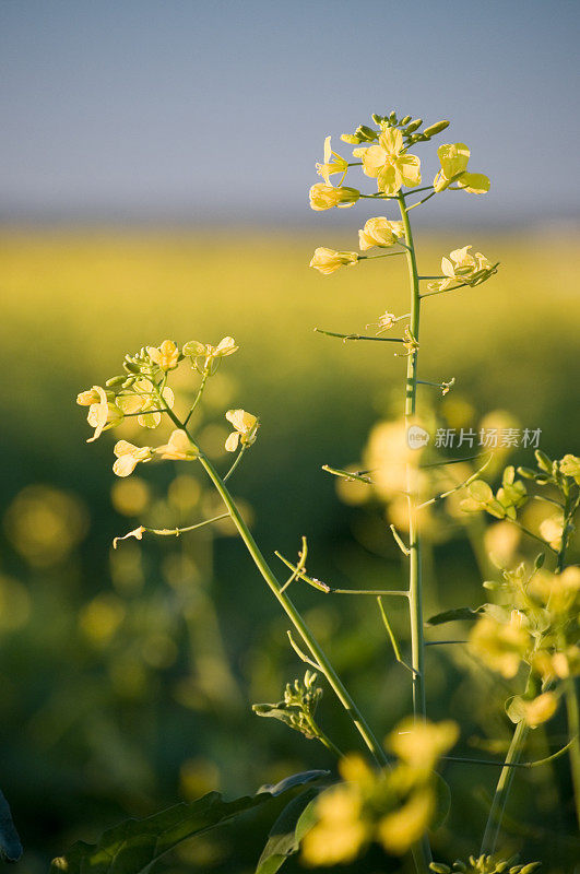 花中的油菜