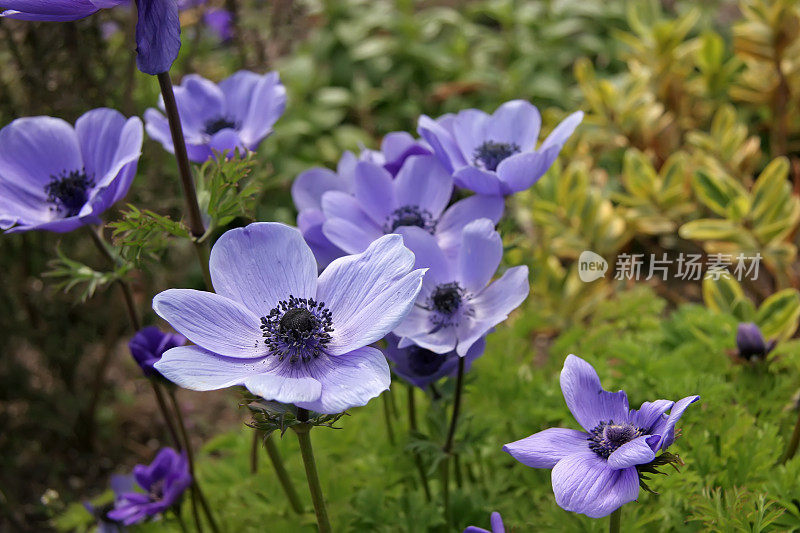 蓝色的罂粟花