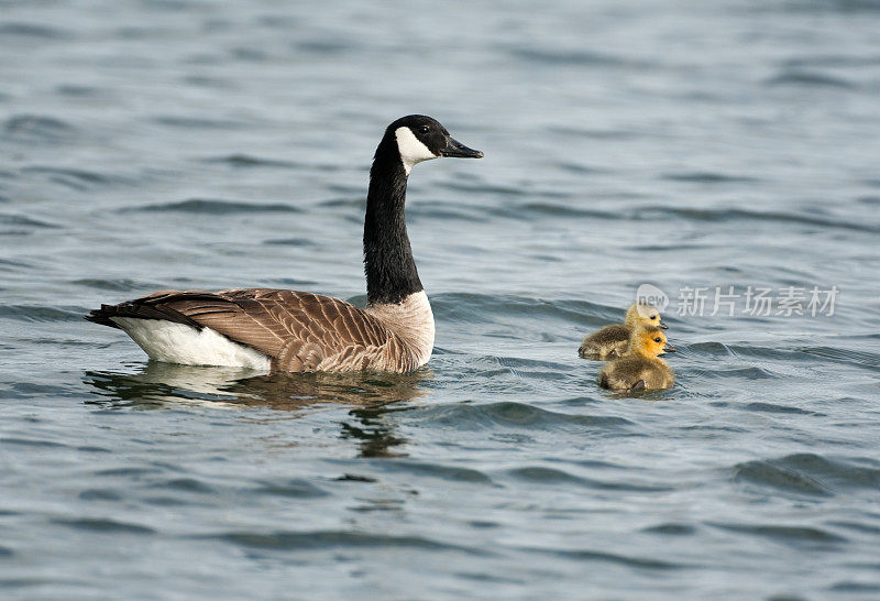 加拿大鹅和小鹅(加拿大Branta)