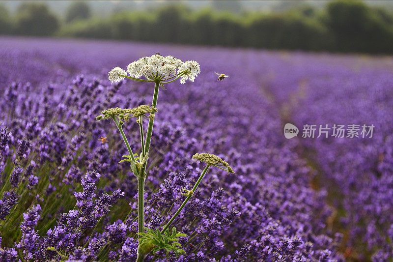 薰衣草和蜜蜂