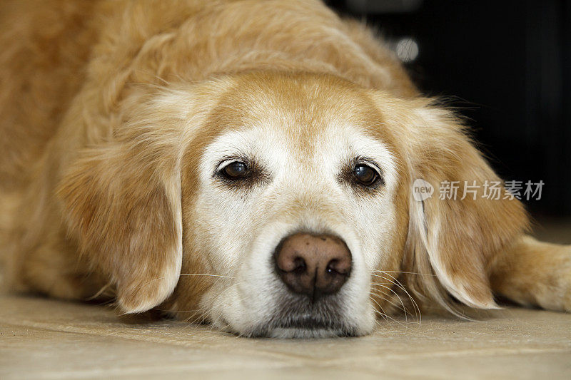 雌金毛猎犬盯着镜头