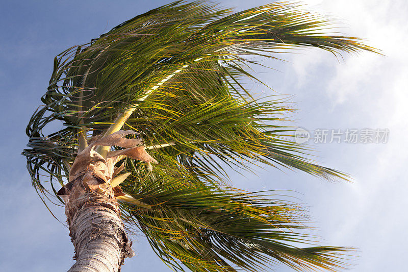 弯曲的热带棕榈树