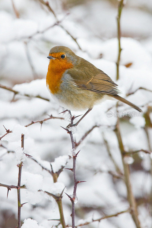 罗宾(红心rubecula)