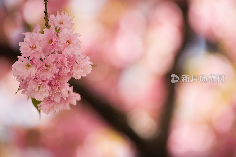 日本樱花