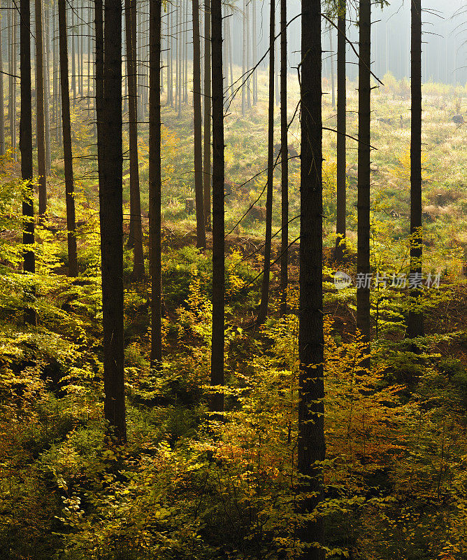 背光云杉森林与山毛榉Undergrowth在秋天