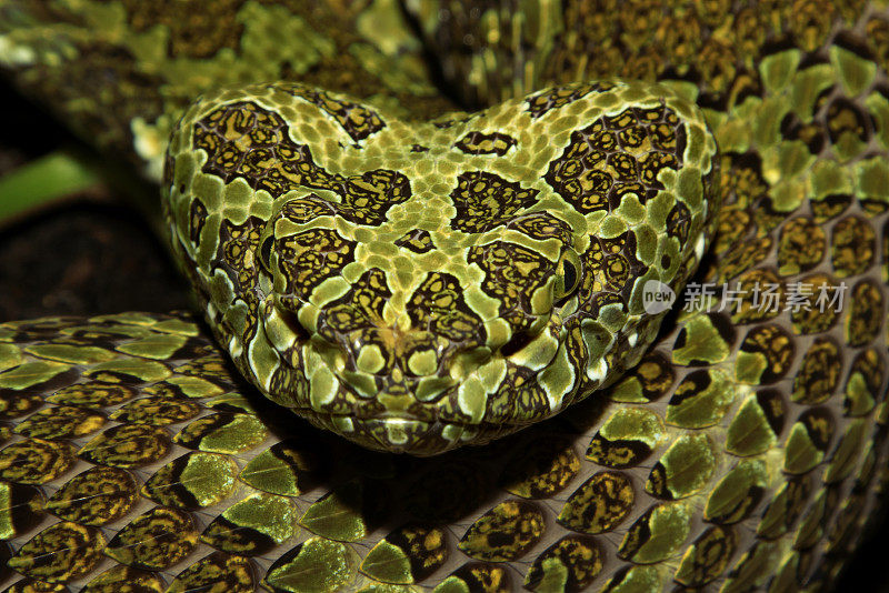 芒山蝮蛇——一种毒蛇
