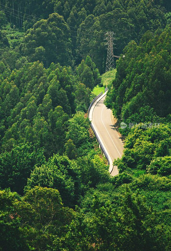 穿过森林的公路