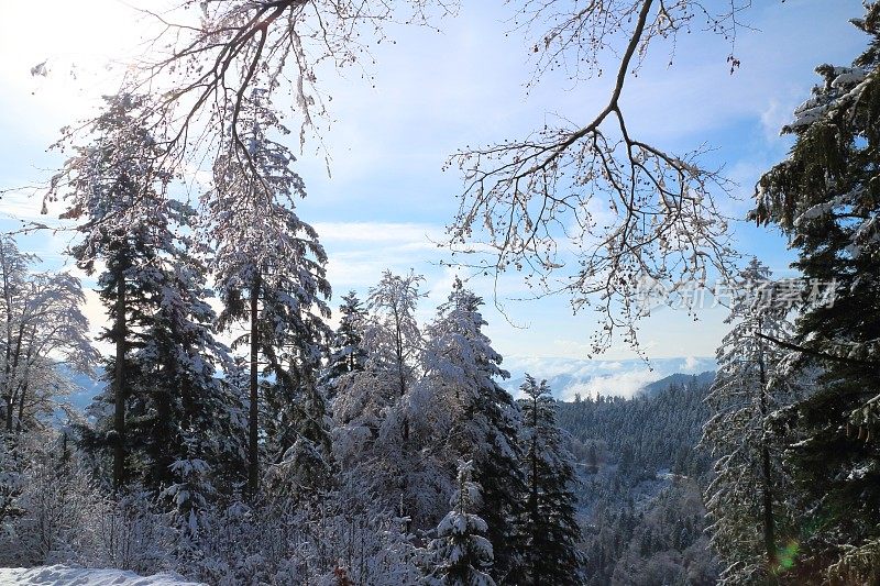 黑森林里有雪和太阳的冬天