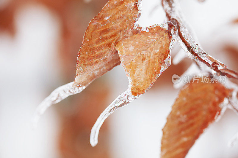 这是冬天被冰冻冰覆盖的棕色树叶的特写