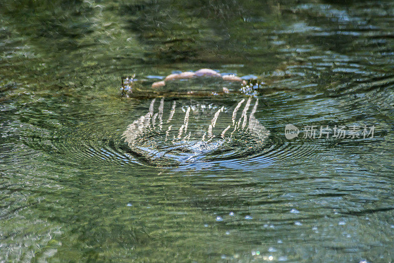 短吻鳄交配