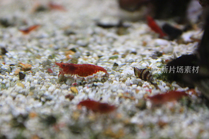 淡水热带水族鱼缸，红樱桃虾