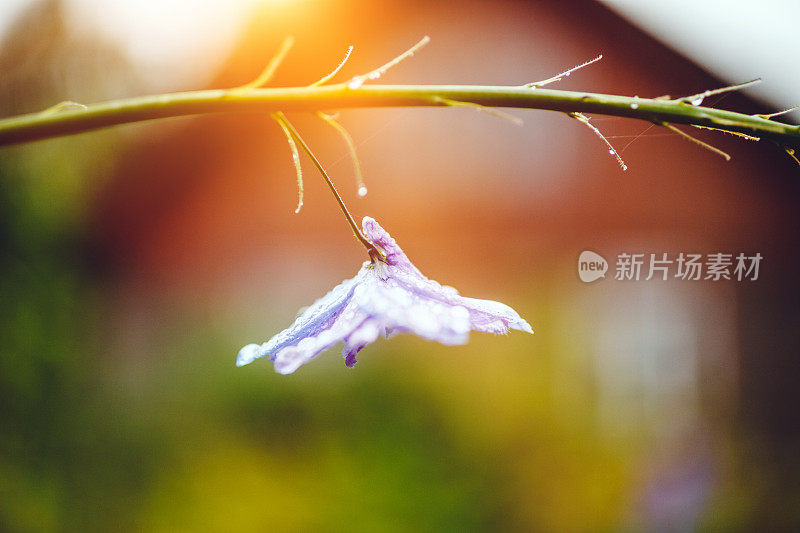 雨后的蓝花