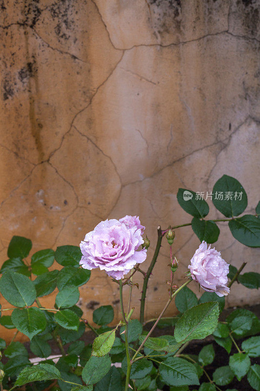 雨后紫玫瑰