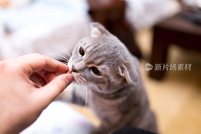 苏格兰人吃猫食