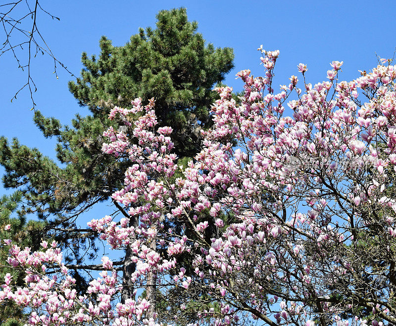 郁金香树的花